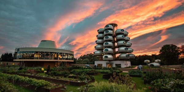 越看越像樹葡萄，但一點都不“土味”