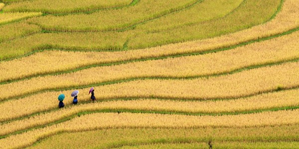 貴陽市建筑設(shè)計(jì)院助力內(nèi)江市市中區(qū)全域土地綜合整治，共繪鄉(xiāng)村振興新藍(lán)圖